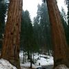 Towering Giants
Sequoia, CA