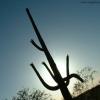 Saguaro Silhouette
Arizona