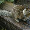 Posing Squirrel
Big Sur, CA