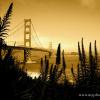 Golden View
San Francisco, CA